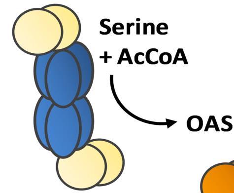 Η O-acetylserine (OAS) υποδεικνύει την κατάσταση κυτταρικού S: όταν το S βρίσκεται σε χαμηλά επίπεδα,