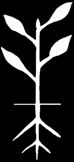 P Symbioses Root exudates N N P NH 3 Αποτελεσματικότητα προσληψης Root system architecture Transporters and pumps Intercellular transport