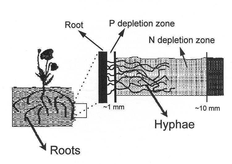 Depletion
