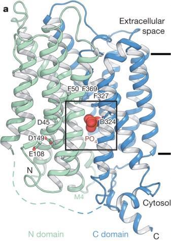 -C. (2011) Phosphate import in plants: focus on the PHT1 transporters. Front. Plant Sci. 2: 83. Pedersen, B.P., et al and and Stroud, R.M. (2013).