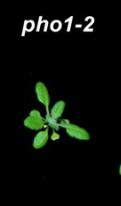 xylem Ρυθμιση της συσσώρευσης περίσσειας Ρ PHO1 μεταφορέας Pi στο ξύλωμα για μεταφορά στο βλαστό PHO2 E2 ligase για πρωτεόλυση μεταφορέων shoot Pi