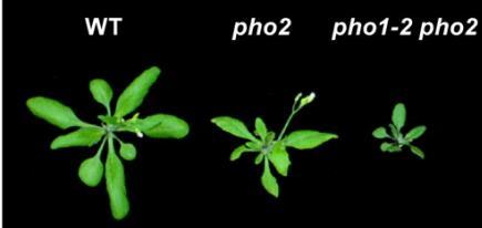 Characterization of a phosphate-accumulator mutant of Arabidopsis thaliana. Plant Physiol. 107: 207 213; Liu, T.-Y., Huang, T.-K., Tsenga, C.-Y., Lai, Y.