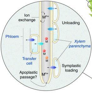 A long way ahead: understanding and engineering plant metal