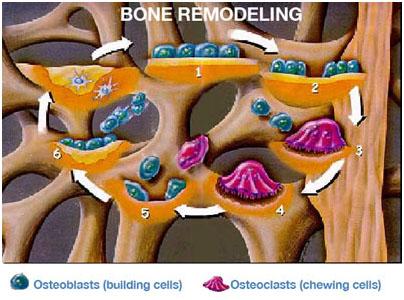 ΑΡΧΙΤΕΚΤΟΝΙΚΉ & ΜΕΤΑΒΟΛΙΣΜΌΣ ΤΩΝ ΟΣΤΏΝ Οστεοβλάστες vs Οστεοκλάστες Η οστική