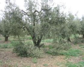 που γίνεται η μέτρηση των κλαδεμάτων σε