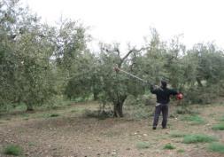 κλαδέματος Κλάδεμα καρποφορίας Κλάδεμα μορφοποίησης Κλάδεμα ανανέωσης