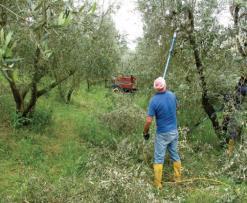 ανά διετία μια ανα έτη Μηχανοποιημένη Συγκομιδή Προετοιμασία χωραφιού