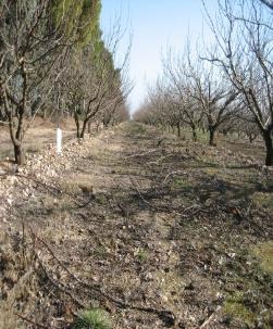 όπως πέφτουν από τα δένδρα Στο κέντρο- οι διαχειριστές τοποθετούν τα