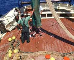 της αφθονίας ιχθυοπληθυσμών Το σύστημα παρακολούθησης της γεωμετρίας της τράτας βυθού Το υδροακουστικό σύστημα παρακολούθησης της γεωμετρίας της τράτας βυθού αποτελείται από ένα σύνολο αισθητήρων και