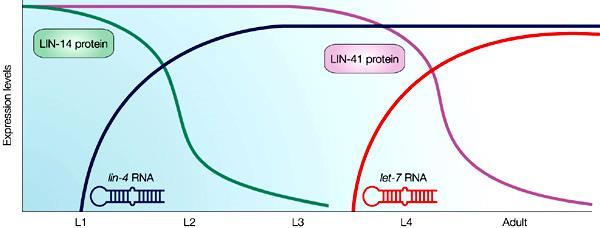 lin-4, το πρώτο mirna που έχει περιγραφεί στο C. Elegans (1993), και είναι απαραίτητο για την ανάπτυξη του σκουληκιού από προνύμφη σε ενήλικες. let-7, περιγράφεται επίσης στο C.