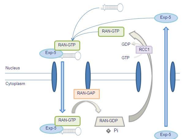 Μηχανισμός εξαγωγής του pre-mirna από τον πυρήνα στο κυτταρόπλασμα Οι πρωτεΐνες Exp-5 και RAN- GTP δημιουργούν σύμπλοκο με το