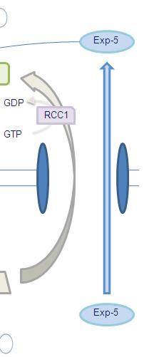 Η απελευθέρωση των premirnas στο κυτταρόπλασμα συνδέεται με την υδρόλυση του συνδεδεμένου στη RΑΝ GTP σε GDP από την RAN-GAP.