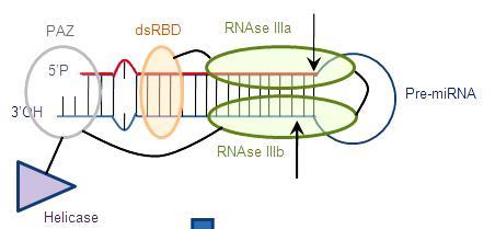 Dicer-εξαρτώμενη διάσπαση του pre-mirna Η επικράτεια PAZ της Dicer αναγνωρίζει την μονόκλωνη προεξοχή των δύο νουκλεοτιδίων στο 3 άκρο του pre-mirna.