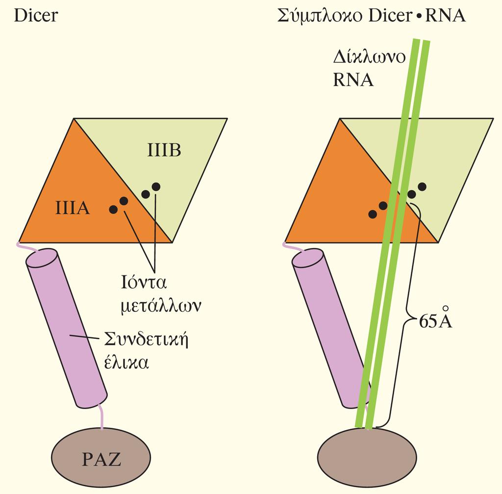 Σχηματική αναπαράσταση που απεικονίζει τη Dicer να κόβει το δίκλωνο RNA Η επικράτεια ΡΑΖ προσδένεται στο ένα άκρο του δίκλωνου RNA (πράσινο).