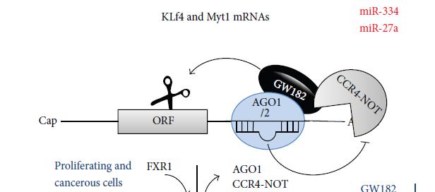 Παράδειγμα: Ρύθμιση της έκφρασης των KLF4 και myt1 mrnas.