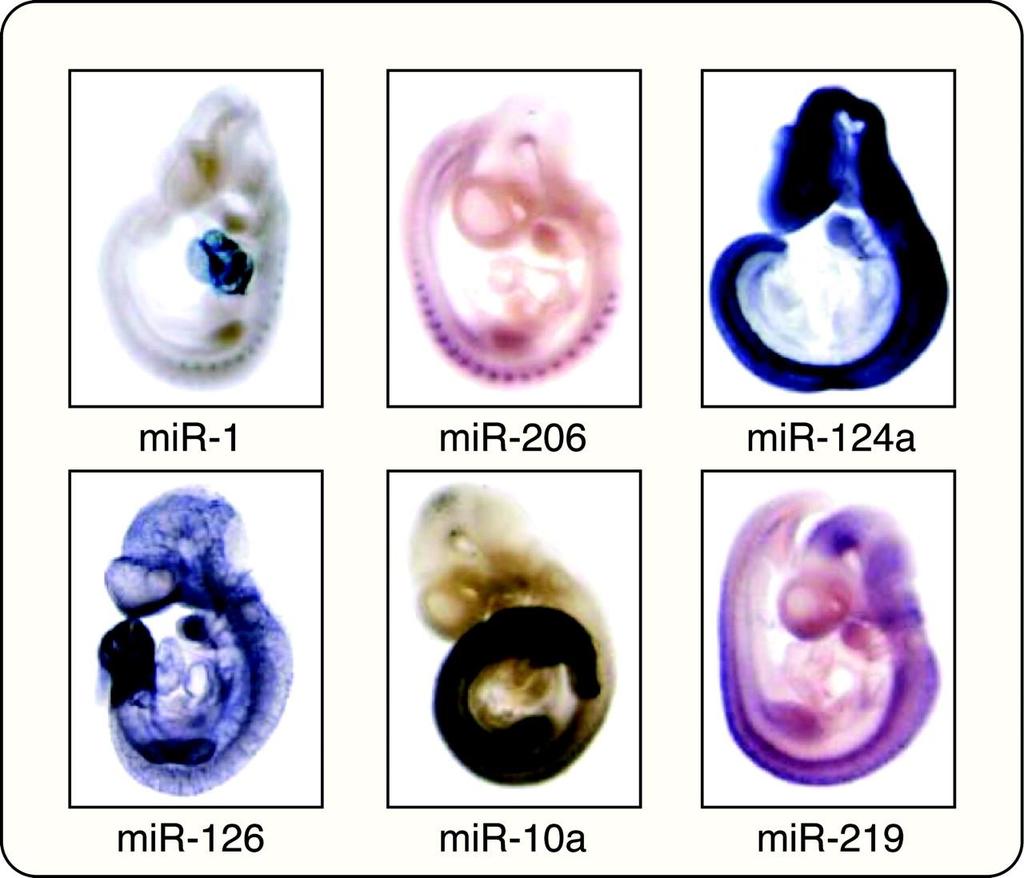 Πρότυπα ιστοειδικής έκφρασης mirnas σε έμβρυα ποντικού με in situ υβριδισμό mir-1, heart, and somites; mir-206, somites;