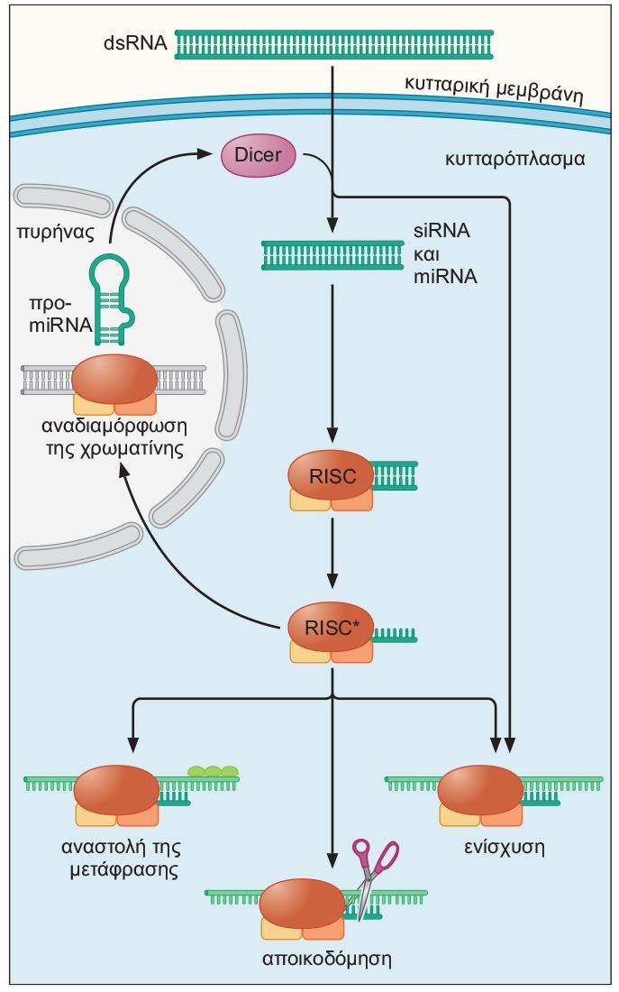 Η παραγωγή των sirna και mirna και ο τρόπος δράσης τους. 3 Τα sirna και mirna κατευθύνουν ένα σύμπλοκο, που ονομάζεται RISC για την καταστολή γονιδίων με τρείς τρόπους: 1.