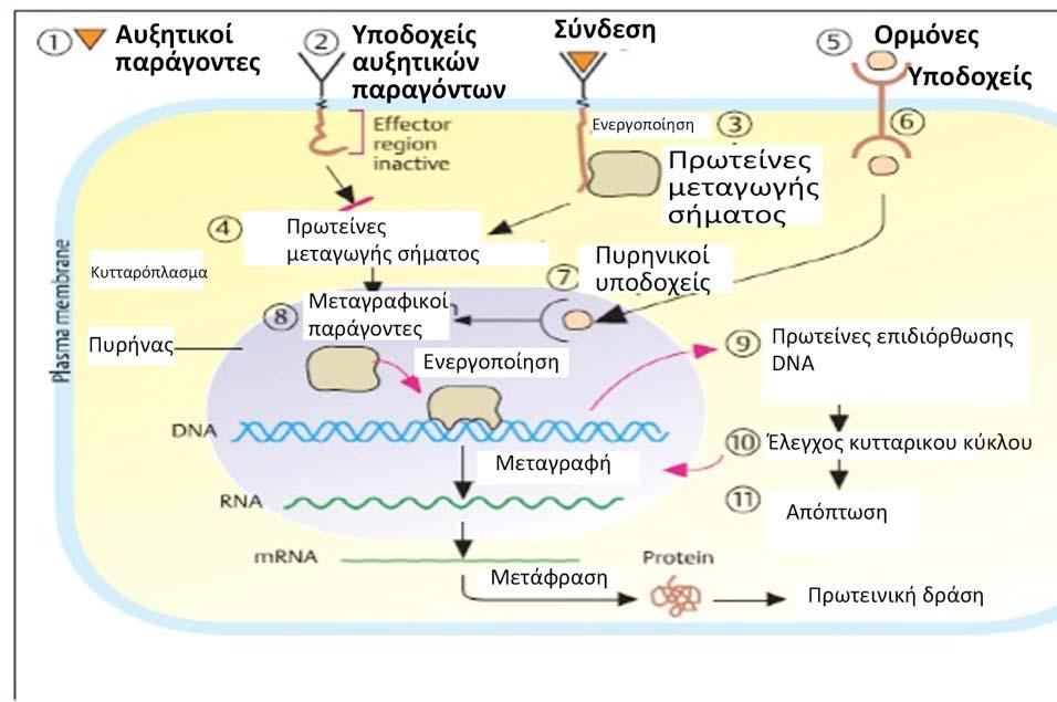 1. Κυτταρικοί υποδοχείς ΜΕΤΑΓΩΓΗ ΣΗΜΑΤΟΣ (CELL SIGNALING) αυξητικοί παράγοντες, ορμόνες, νευροδιαβιβαστές συνδέονται με υποδοχείς Ενεργοποιούν μονοπάτια σηματοδότησηςμεταβολισμού