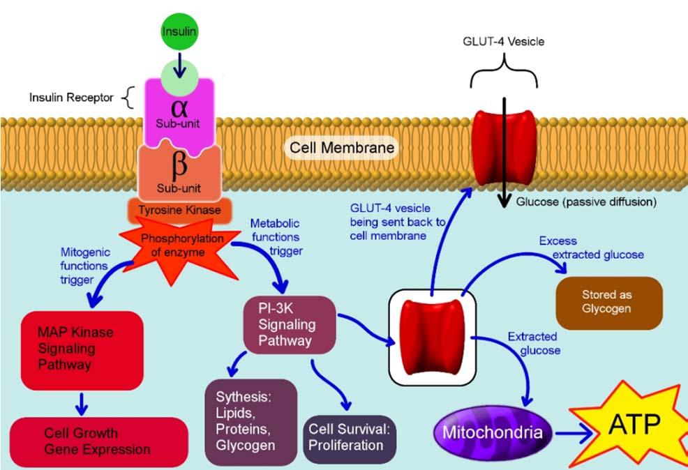ΑΠΟΡΡΟΦΗΣΗ ΓΛΥΚΟΖΗΣ ΣΤΑ ΚΥΤΤΑΡΑ πρόσδεση ινσουλίνης στον υποδοχέα ενεργοποιεί συνδεδεμένες πρωτεΐνες Κινάση Τυροσίνης φωσφορυλιώνει πρωτεΐνες και ενεργοποιεί μονοπάτια μίτωσηςμεταβολισμού