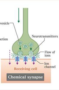 ) αισθητικών νευρώνων Το ηλεκτρικό σήμα μεταφέρεται κατά μήκος του νευρικού