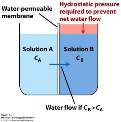 1γ. Ώσμωση Μεταφορά H 2 O μέσω ημιπερατής μεμβράνης, από το αραιότερο διάλυμα προς το πυκνότερο Αquaporins: πρωτεΐνες που σχηματίζουν πόρους στις μεμβράνες των