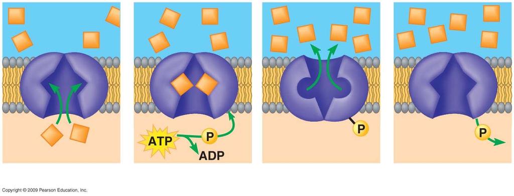 2. Ενεργός μεταφορά Transport protein Solute Protein changes shape 1 Solute binding 2 Phosphorylation 3 Transport 4 Phosphate detaches Protein reversion