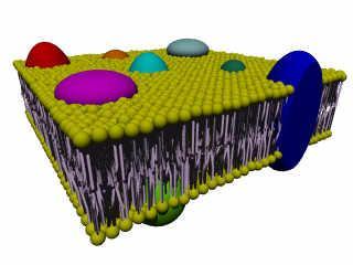 Οι βιολογικζσ μεμβράνεσ ζχουν περιγραφεί ςαν διςδιάςτατα υγρά που αποτελοφνται από δφο επιφάνειεσ που περιζχουν κυρίωσ λιπιδικά μόρια.