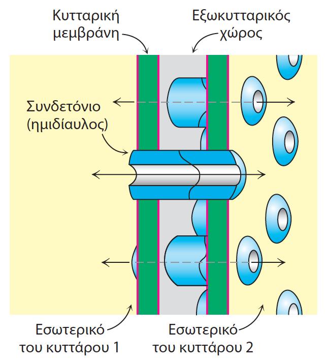Ιοντικά κανάλια, Αννεξίνθ, ΑΣΡάςθ Οι κυτταρικζσ μεμβράνεσ ςυνδζονται άμεςα με τθν επιλεκτικι μετακίνθςθ ιόντων μεταξφ κυττάρου και εξωτερικοφ περιβάλλοντοσ.