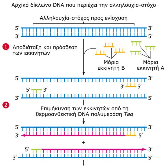 Αλυςιδωτι αντίδραςθ πολυμεράςθσ (PCR) (4/15) Εικόνα 1α):