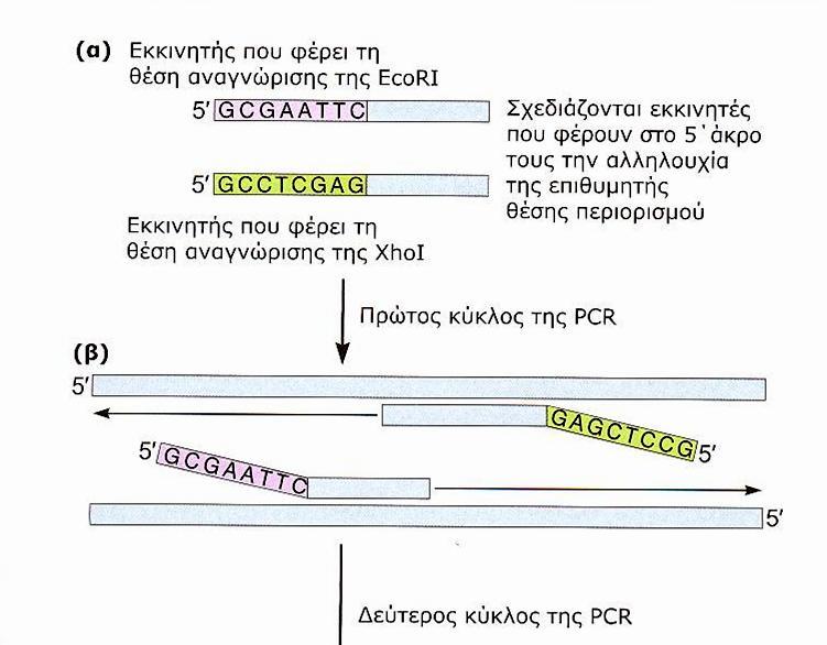 Αλυςιδωτι αντίδραςθ πολυμεράςθσ Κλωνοποίθςθ (PCR) (15/15) Εικόνα 4: Προςκικθ