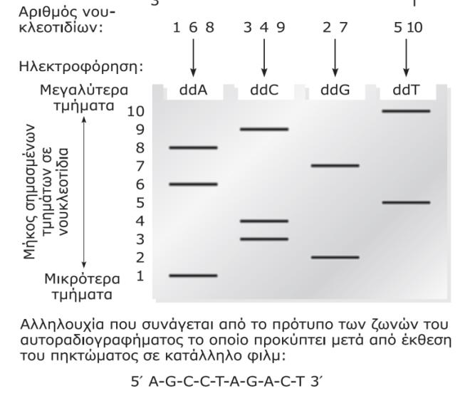 Μζκοδοσ Sanger (2/5) Εικόνα 6: