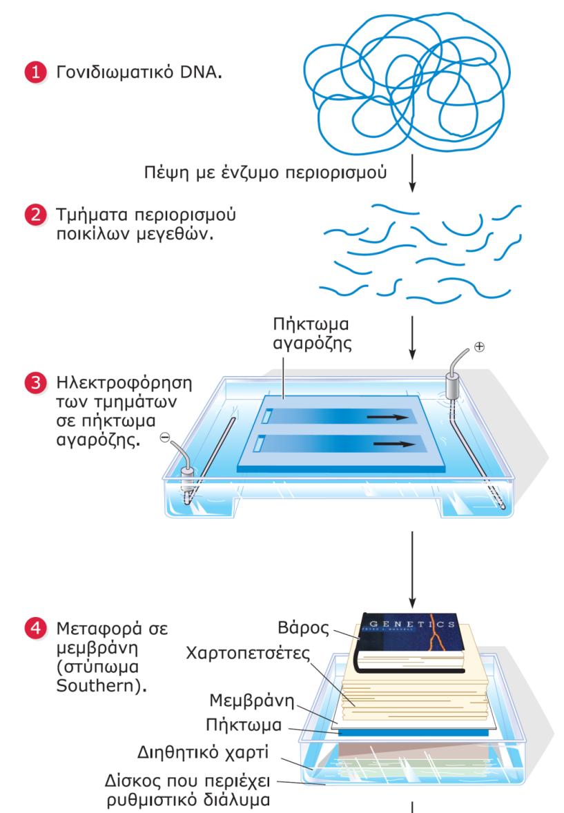Μελζτθ κζςθσ αλλθλουχιϊν Τβριδιςμόσ κατά