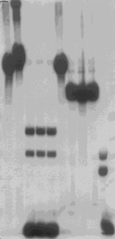5 kb Αυτοραδιογραφία 1 kb Αναγνϊριςθ επικυμθτϊν τμθμάτων 0.