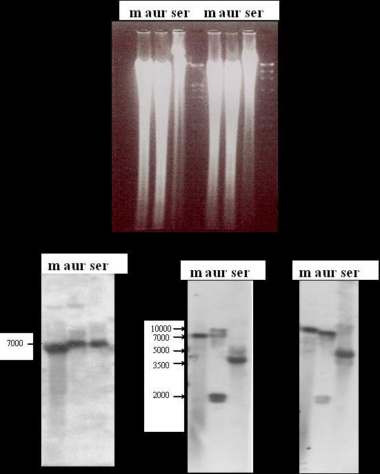 Ανάλυςθ γονιδιωματικοφ DNA Μελζτθ κζςθσ