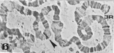 β1 hsp70 β2 87