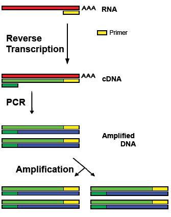 Μελζτθ ζκφραςθσ γονιδίων Reverse transcriptase-pcr (RT-PCR) RT PCR Φτιάχνεισ cdna αντίγραφο τθσ
