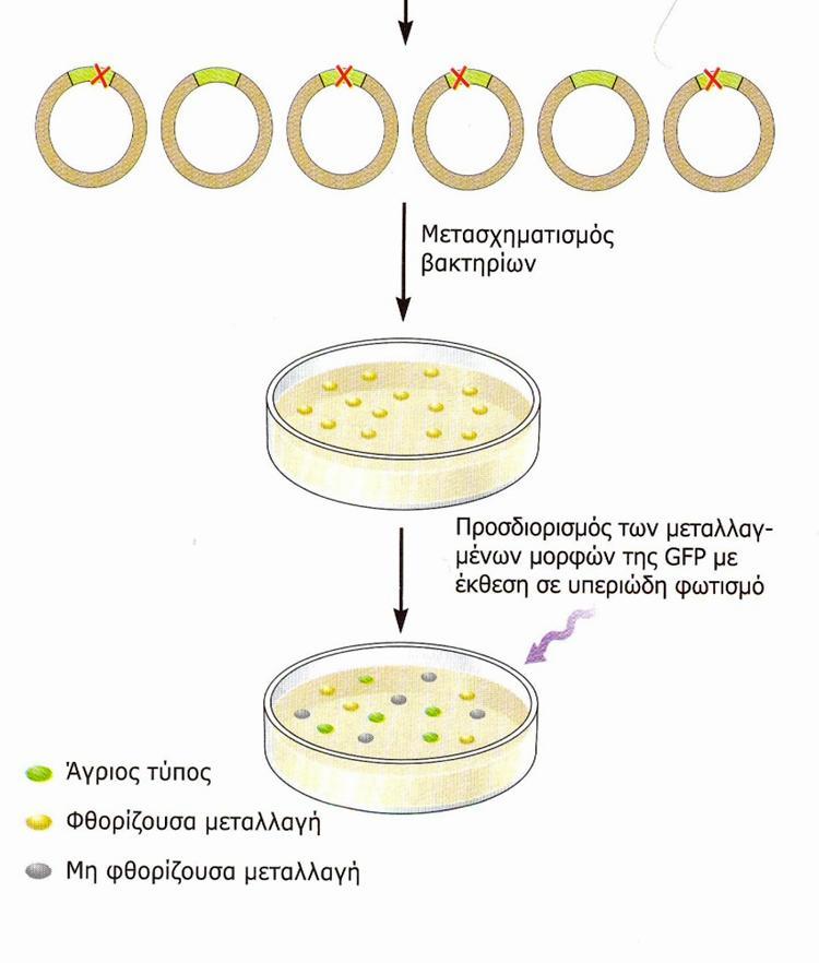 Μεταλλαξιγζνεςθ in vitro (2/7) Εικόνα 22: Συχαία μεταλλαξιγζνεςθ