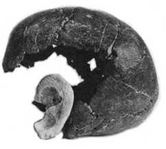 1972). γ.