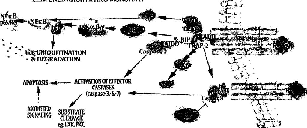 ΕΙΣΑΓΩΓΗ Tumor Necrosis Factor-Receptor) όπως είναι οι TNF-R, Fas/CD95 και οι υποδοχείς θανάτου (Death Receptor, DR) DR3, DR4, DR5 και DR6.