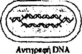 Το σύμπλεγμα κυκλίνης E/CDK2 δρα στο όριο των φάσεων G1 και S. Τα δύο αυτά συμπλέγματα κυκλινών/cdks έχουν σαν κύριο στόχο το σύμπλεγμα prb/e2f-dp.