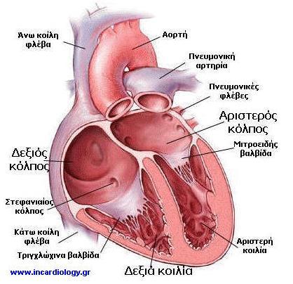3β.Ορισμοί εννοιών Καρδιά : Η καρδιά είναι μυϊκή αντλία που αποτελείται από 4 κοιλότητες και 4 βαλβίδες.