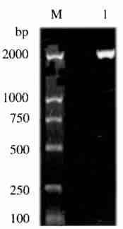 6 8 50 2 Ers2MIH 1 2 PCR M : DNA 1 : ErsFP ErsRP M : DNA 1 : PCR Fig. 2 Results of PCR amplif ication of intron 2 of Ers2 MIH 1 gene M : DNA marker DL 2 000.