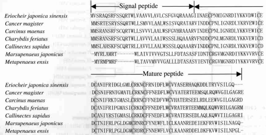 1 : 1 ( Ers2MIH 1) DNA 87 5 Ers2MIH 1 MIH Fig. 5 Alignments of Ers2MIH 1 with other MIHs Cancer magister ( ) MIH (Umphrey et al., 1998), Carci nus maenas ( ) MIH ( Klein et al.