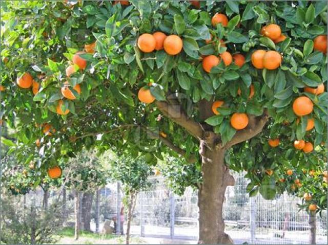 Η πορτοκαλιά Η πορτοκαλιά είναι αειθαλές καρποφόρο δέντρο και ανθίζει τον