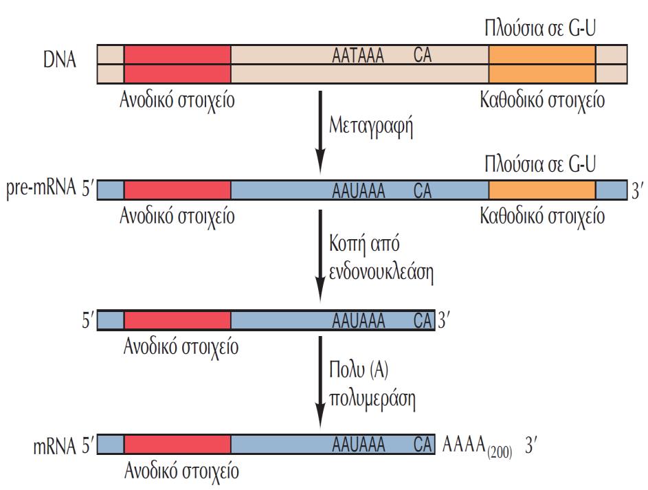 Ωρίμανση των 3 άκρων των mrnas Ακαδημαϊκές Εκδόσεις 2011.