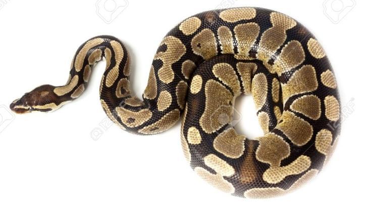 Python