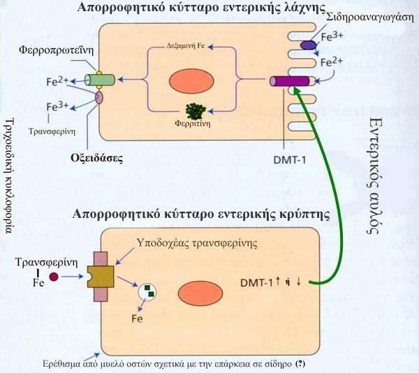 διαφορετικά συστήµατα µεταφοράς και αποµάκρυνσής του µέσω του πλάσµατος (Kuntz και Kuntz 2002, Van Ho και Kaplan 2003). Σχήµα 1.