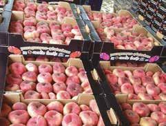 καθηγητής Δενδροκομίας ΑΠΘ vasilaka@agro.auth.gr Εικ. 1. Κούφια ροδάκινα Εικ. 3. Συσκευασία Βελβεντού Εικ. 2. Συσκευασμένα ροδάκινα μεγάλου μεγέθους Εικ. 4.
