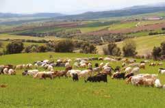 Μερικά χρόνια αργότερα, το 2010, τα 14 μέλη του, θέλοντας να εκμεταλλευτούν τα συγκριτικά πλεονεκτήματα της περιοχής τους και να αυξήσουν την προστιθέμενη αξία του προϊόντος τους, προχωρούν στη