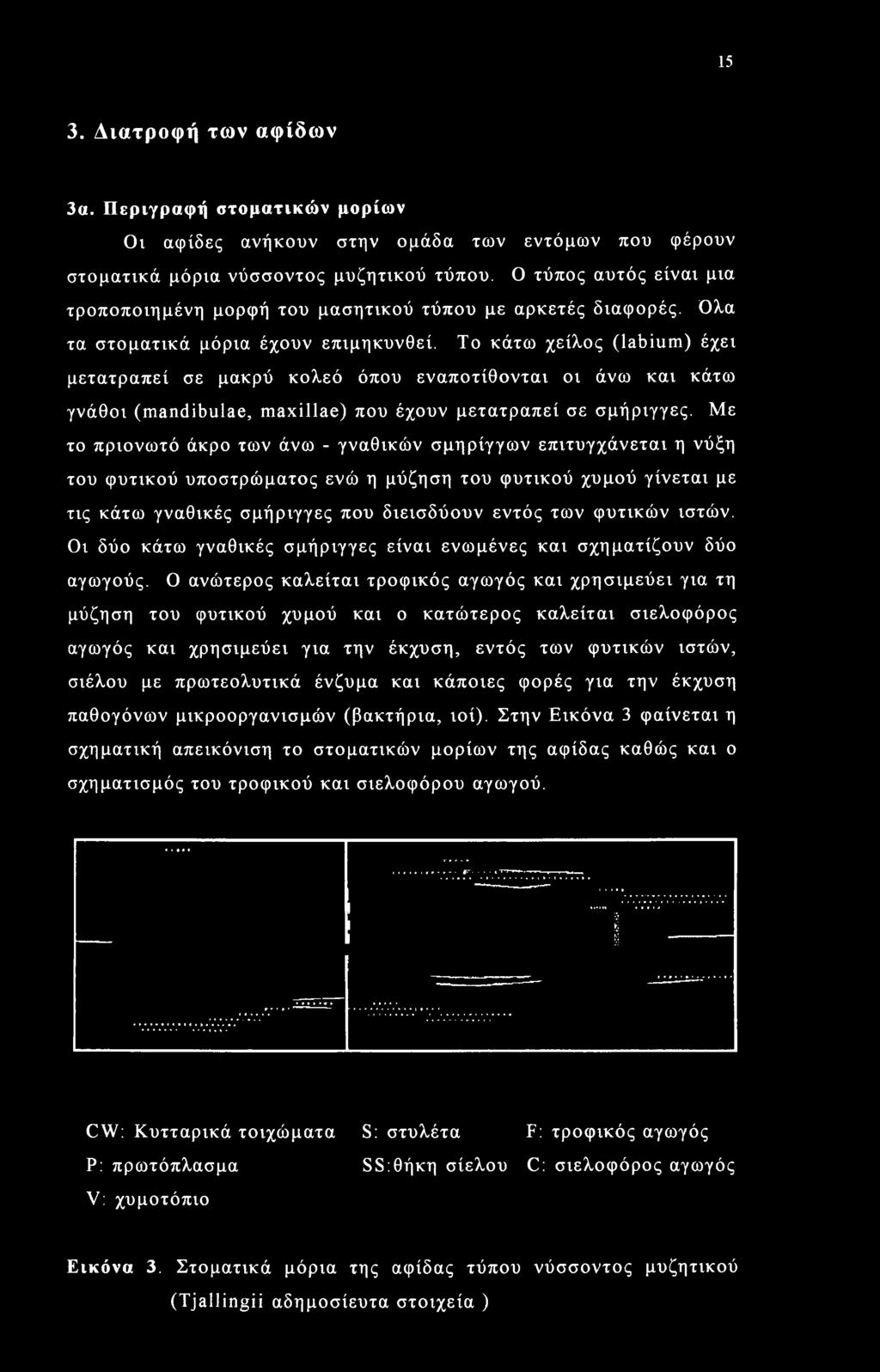 Το κάτω χείλος (labium) έχει μετατραπεί σε μακρύ κολεό όπου εναποτίθονται οι άνω και κάτω γνάθοι (mandibulae, maxillae) που έχουν μετατραπεί σε σμήριγγες.